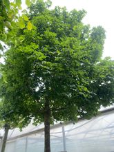 Veldesdoorn - Acer campestre 'Elsrijk' hoogstam boom 350-400 cm