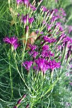 Vernonia - Vernonia lettermannii 'Iron Butterfly'