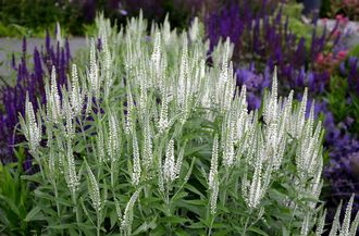 Aar ereprijs - Veronica spicata 'Snow Pearl'