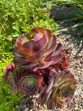 Vetplant - Aeonium arboreum