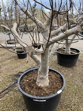 Vijgenboom - Ficus carica 'Colar' Negra