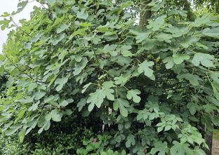 Vijgenboom - Ficus carica 'Violet Dauphine'