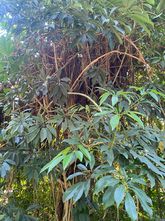 Fingerbaum - Schefflera actinophylla