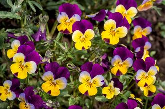 Dreifarbiges Stiefmütterchen - Viola tricolor