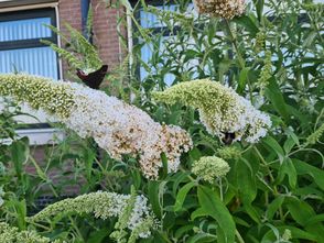 Vlinderstruik - Buddleja davidii 'White Profusion' 30-40 cm
