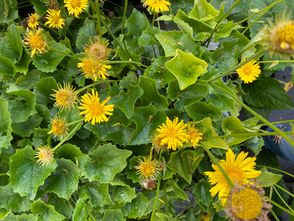 Frühlingssonnenblume - Doronicum orientale 'Little Leo