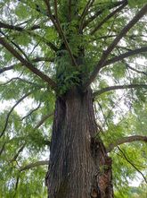Wasserzypresse - Metasequoia glyptostroboides