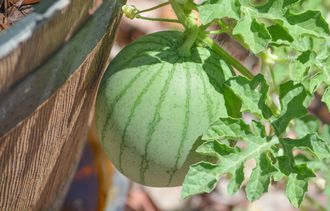 Wassermelone - Citrullus lanatus 
