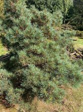 Weymouthden - Pinus strobus 'Kruger's Lilliput'.