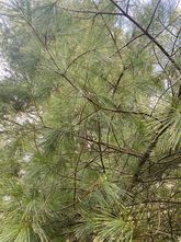 Weymouthden - Pinus strobus 'Sommerschnee