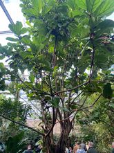 Tabakbaum - Nicotiana glauca