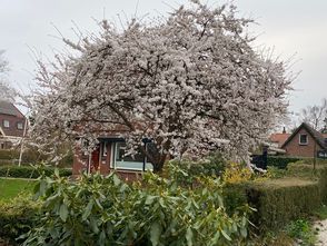 Japanse Sierkers - Prunus nipponica 'brillant'