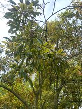 Weizenbaum - Trochodendron aralioides