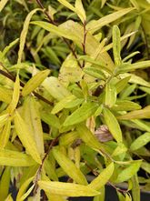 Weide - Salix sachalinensis 'Golden Sunshine'