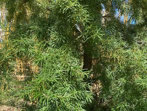 Weidenblättriger Sanddorn - Hippophae salicifolia 'Robert