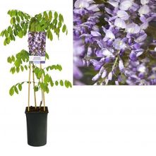 Blauwe regen - Wisteria sinensis 'Prolific'
