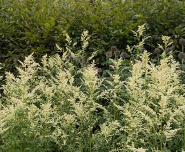 Weißer Beifuß - Artemisia lactiflora