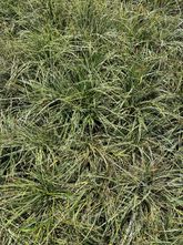 Gewöhnliche Segge - Carex oshimensis 'Everest