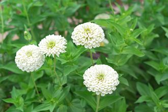 Zinnia - Zinnia 'Benary's Giant White'