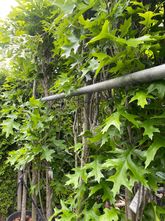 Säulen-Sumpfeiche - Quercus palustris 'Green Pillar