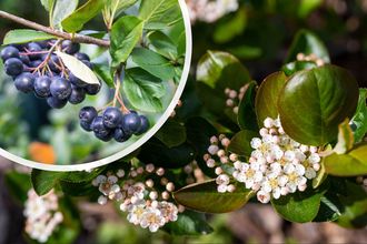 Zwarte appelbes - Aronia melanocarpa