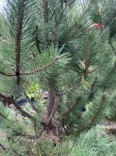 Schwarzkiefer - Pinus nigra 'Compacta