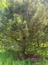 Schwarzkiefer - Pinus nigra