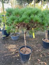 Schwarzkiefer am Stamm - Pinus nigra 'Brepo'