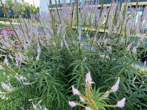 Schwarzer Formschnitt - Veronicastrum virginicum 'Lavendelturm