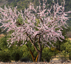 Mandelbaum - Prunus dulcis 'Ruby