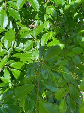 Amerikaanse vogelkers - Prunus Serotina