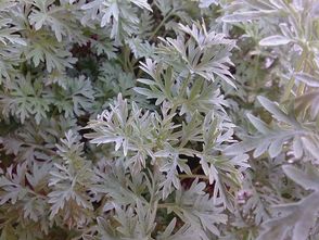 Absintalsem - Artemisia absinthium