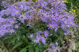 Grootbladige Aster - Aster macrophyllus 'Twilight' in bloei