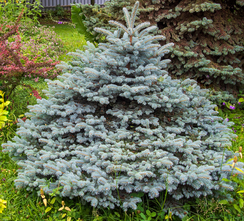 Echte kerstboom - Blauwspar - Picea pungens glauca potgedrukt