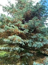 Blauwe Spar - Picea pungens 'Hoto'