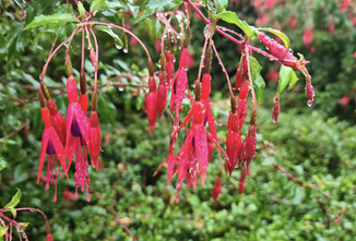 Biologisch Bellenplant - Fuchsia 'Riccartonii