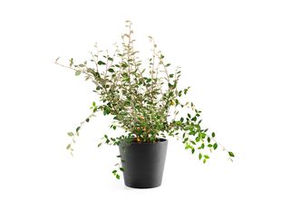 Blumentopf rund Anthrazit Schwarz - Recycelter Kunststoff 40, 50 oder 60 cm