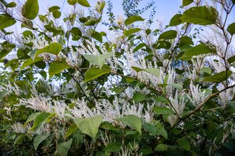 Blumenweide - Itea virginica