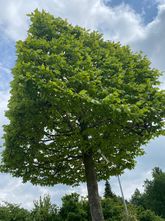 Blokvorm beuk - Fagus Sylvatica Kubusvorm boom op stam