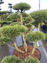 Bonsai Kiefer - Pinus mugo 'Gnom' 100-125 cm
