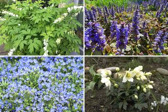 Bordürenpaket Annet - Frühblühende Gartenpflanzenmischung - Blau &amp; Weiß - Halb-Sonne