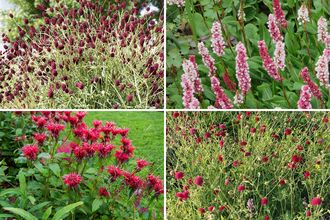 Borderpakket Dina - Vaste planten Prairietuin met rode bloemen - Zon