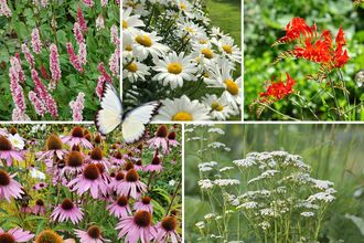 Beetplan Eline - Staudenbeetpaket - Schmetterlingsgarten - Rot &amp; Weiß - Sonne