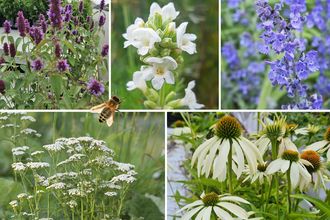 Beetplanung Ellen - Staudenbeetpaket - Bienen - Bienenfreundliche Gartenpflanzen - Weiß &amp; lila - Sonne