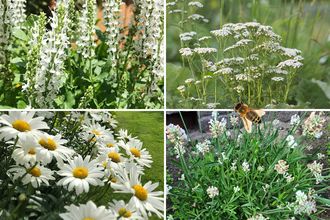 Rabatten-Set Evi - Stauden-Set mit bienenfreundlichen Gartenpflanzen - Weiß - Sonne