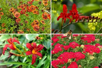 Beetplanung Julian - Staudenbeetpaket - Bienen - Bienenfreundliche Gartenpflanzen - Rot - Sonne