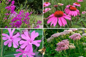 Rabattenplan Lieke - Staudenrabattenpaket - Bienenfreundliche Gartenpflanzen - Rosa - Sonne