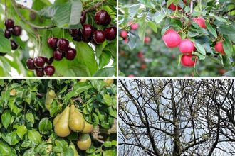 Borderplan Mart - Moestuin combinatie - Fruitpakket zelfbestuivende boomgaard 
