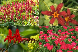 Borderpakket Noa - Vaste planten - Rood bloeiend - Zon & halfschaduw