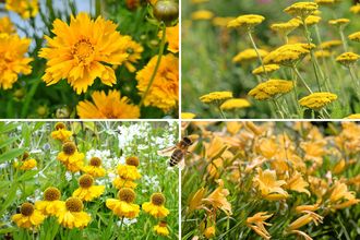 Beetrose - Staudenbeetpaket - Bienenfreundliche Gartenpflanzen - Gelb - Sonne &amp; Halbschatten